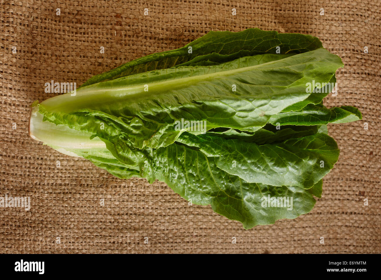 Romaine or Cos Lettuce Stock Photo