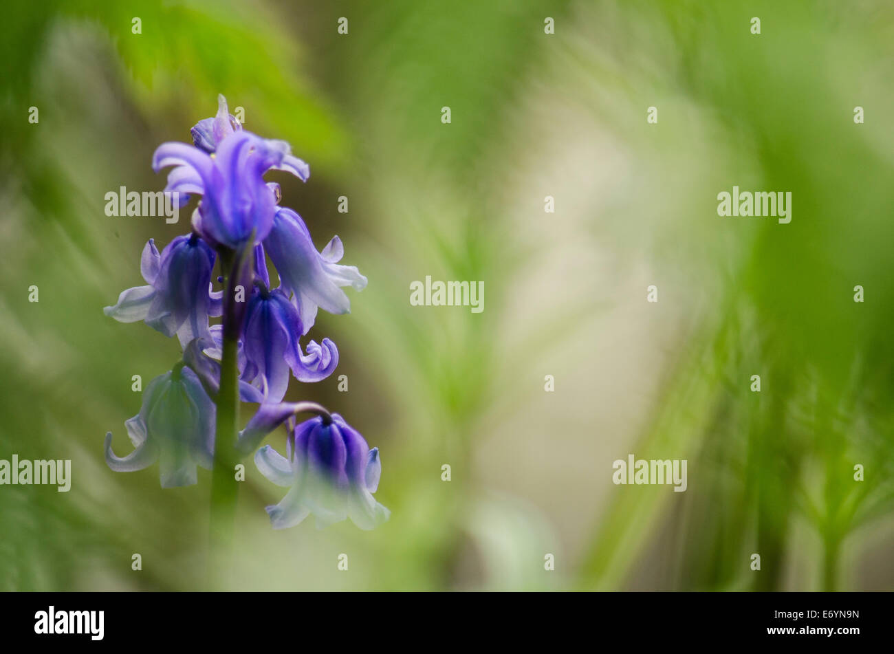 English Bluebells through Abstract Grass Stock Photo