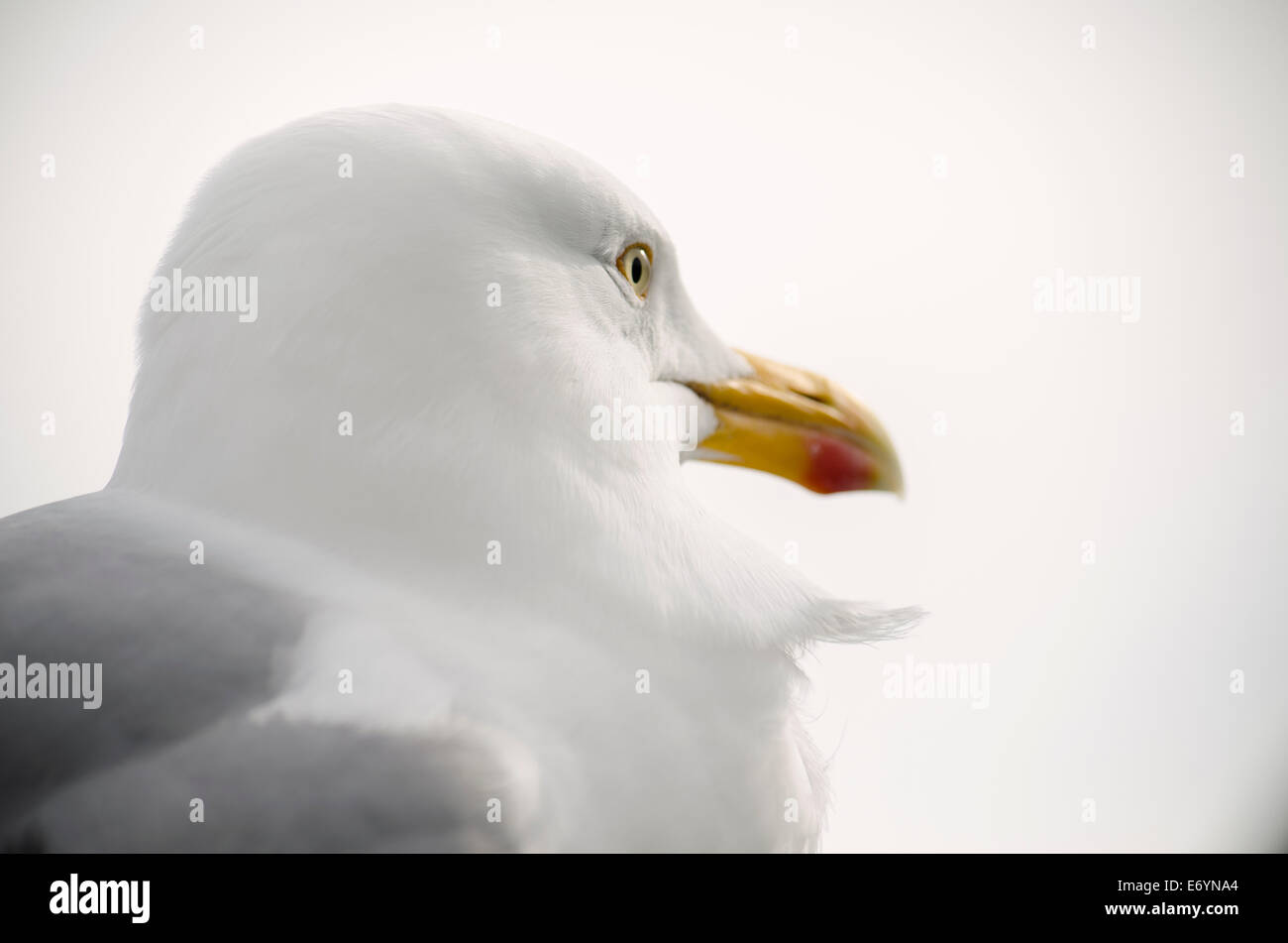 Portrait of an adult Herring Gull looking out to the right. Stock Photo