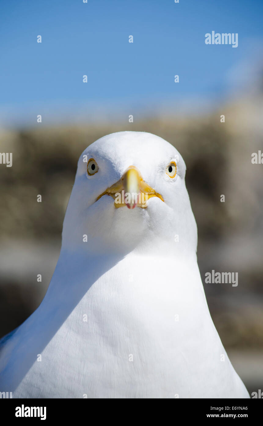 Head on portrait of an adult Herring Gull, making eye contact with camera. Stock Photo