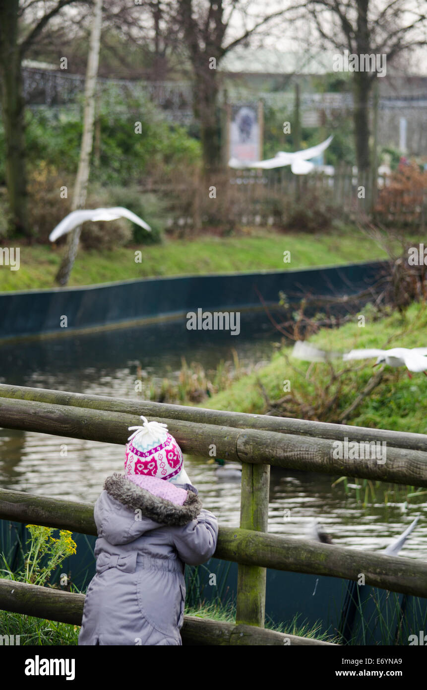 Young girl watching flying birds at the Zoo Stock Photo