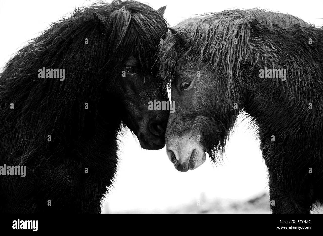 Black and White image of two Shetland ponies greeting one another between Lizard Point and Kynance Cove, Cornwall. Stock Photo