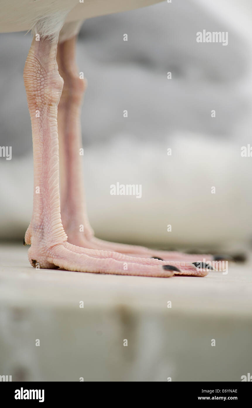 Close up colour image of the legs of an adult Herring Gull Stock Photo