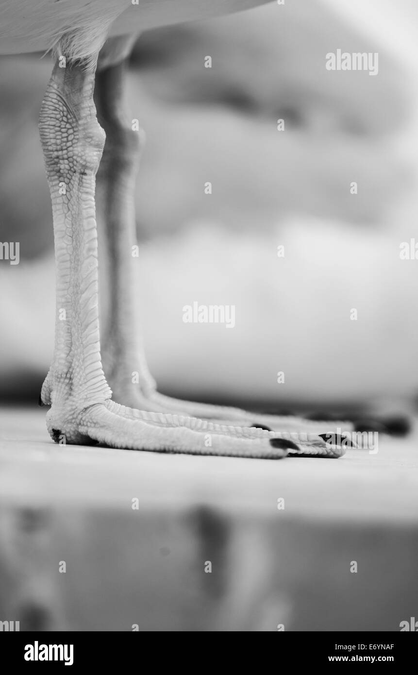 Black and White portrait image of the legs of an adult Herring Gull. Stock Photo