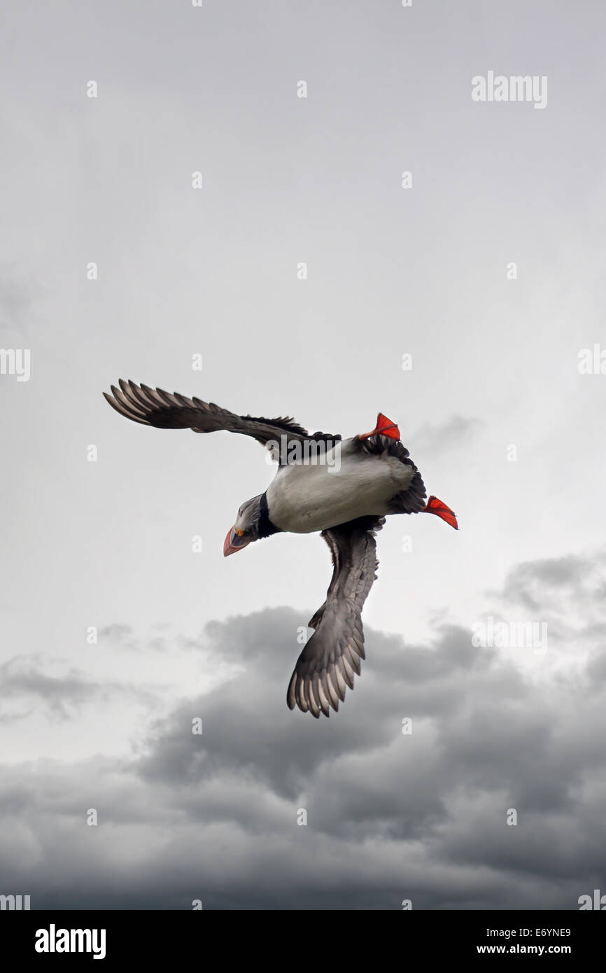 Atlantic Puffin, Fratercula artica in flight, Borgarfjordur, Iceland Stock Photo