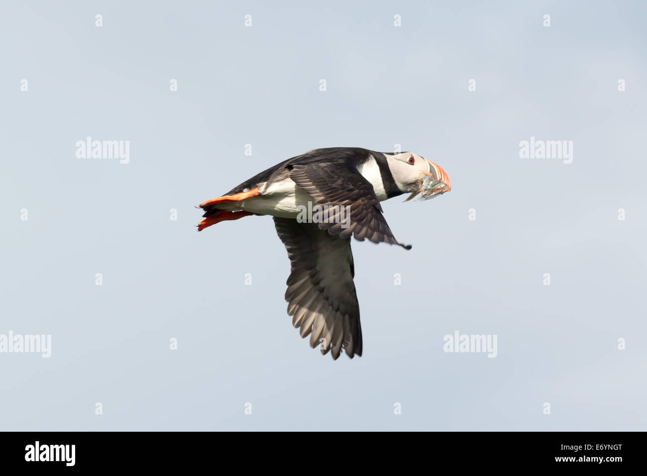 Atlantic Puffin, Fratercula artica in flight, Borgarfjordur, Iceland Stock Photo