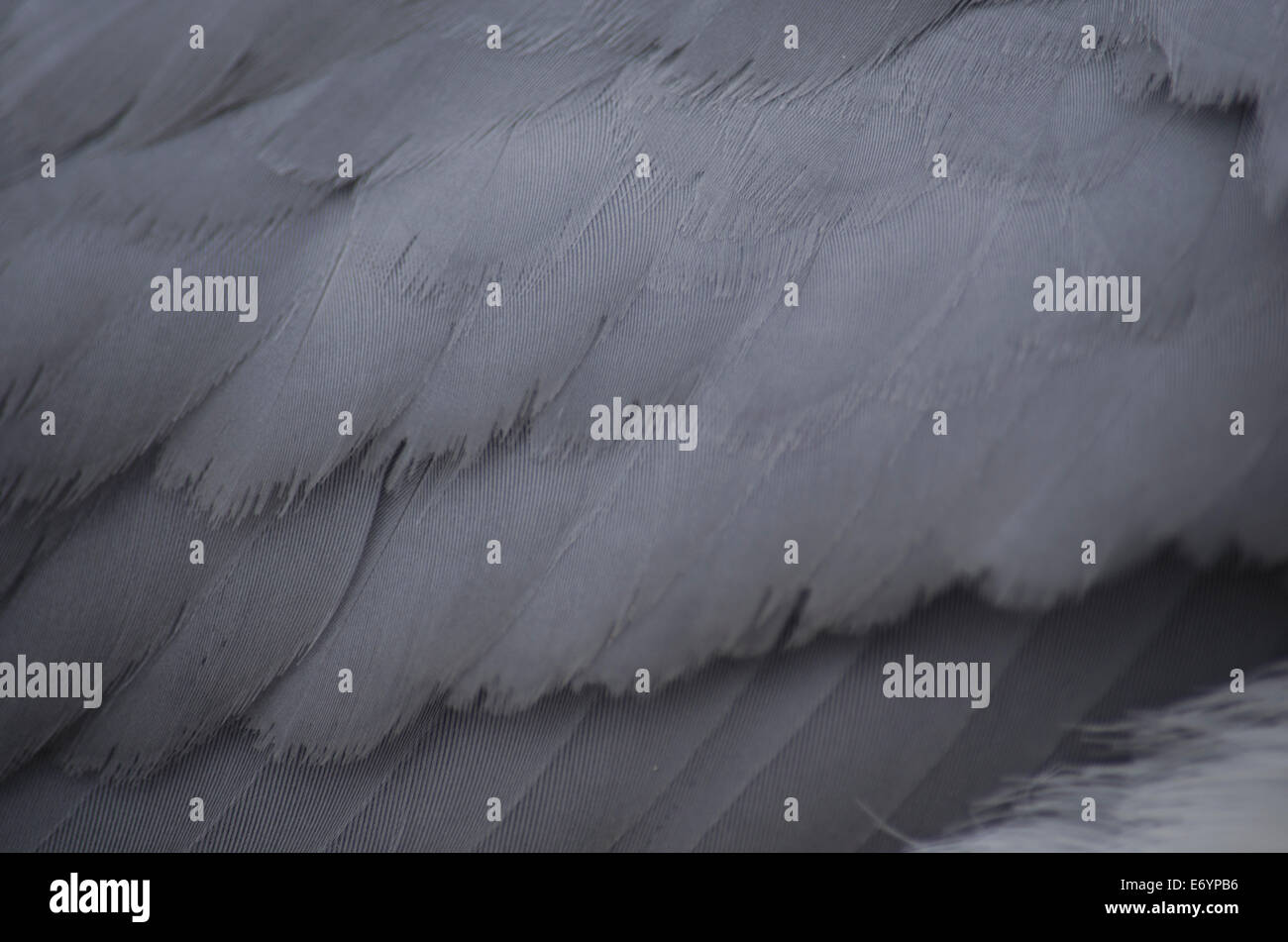 A close up of the feathers on an adult Herring Gull's wing Stock Photo