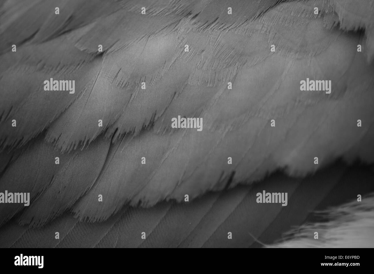 A close up of the feathers on an adult Herring Gull's wing Stock Photo