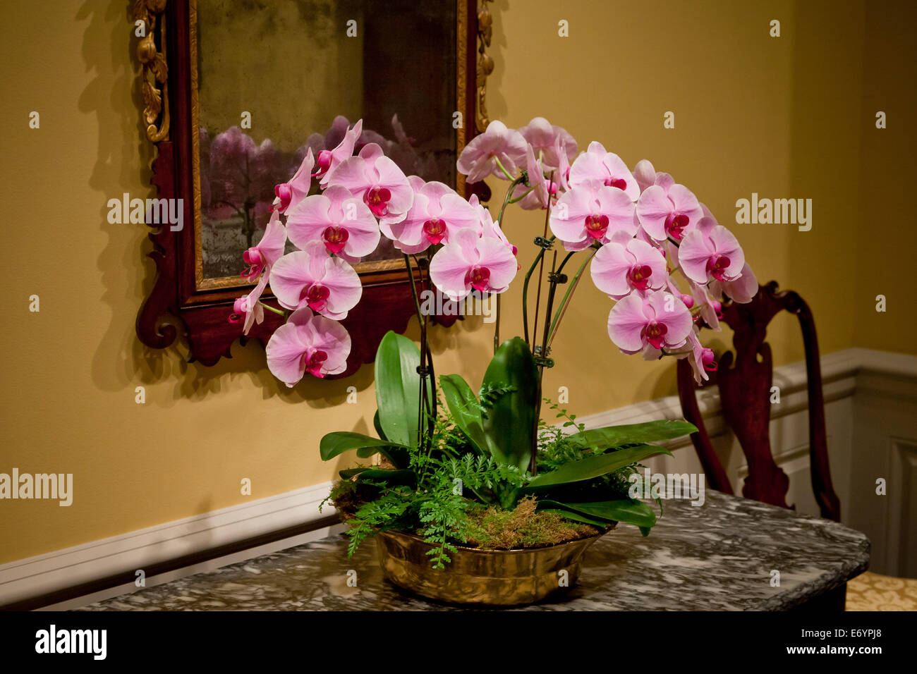 Potted Orchid plant and flowers displayed on vintage side table - USA Stock Photo