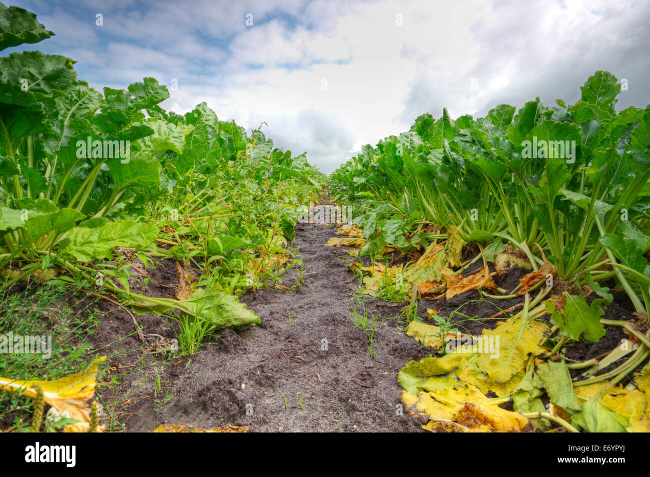 Field with green leafs of Sugar beet Stock Photo