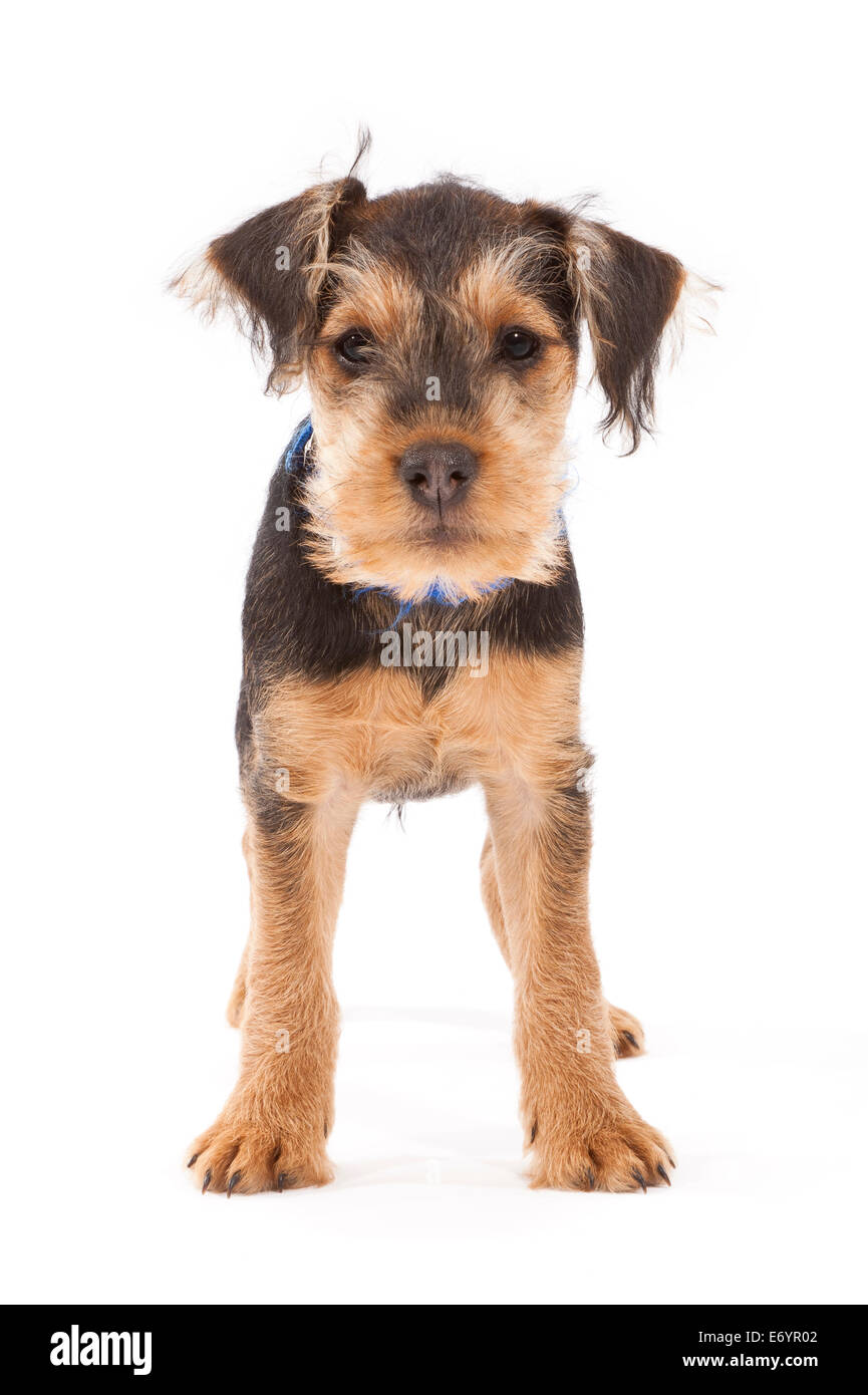 Lakeland Terrier/Fox Terrier cross puppy aged 11 weeks Stock Photo