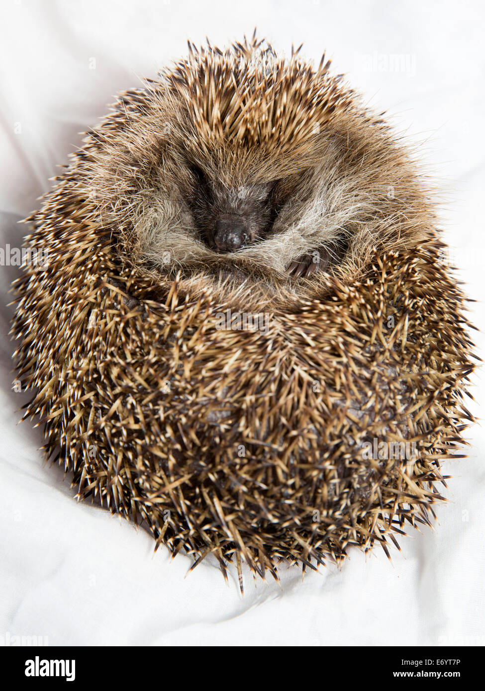 Obese Hedgehog