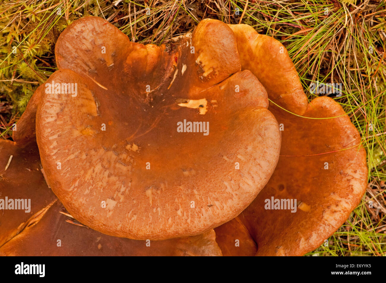 Brown Roll-Rim Fungus growing on forest floor Stock Photo