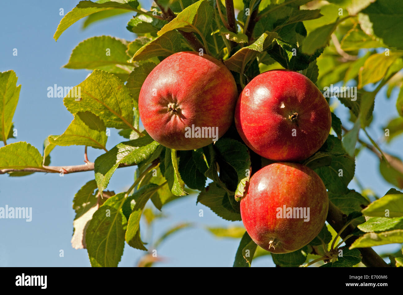 Discovery Apples growing on the tree Stock Photo