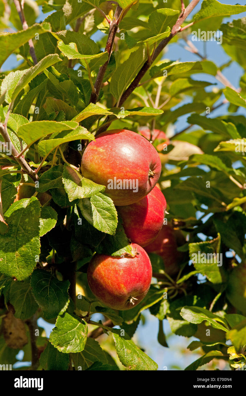 Discovery Apples growing on the tree Stock Photo