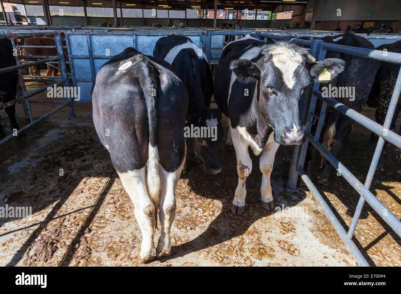 Cattle pens hires stock photography and images Alamy