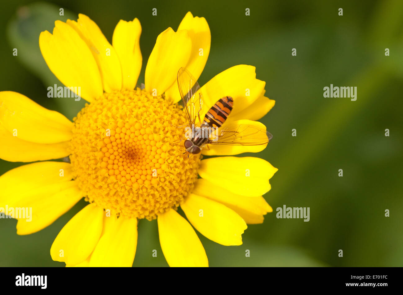 Hoverfly feeding on Corn Marigold flower Stock Photo