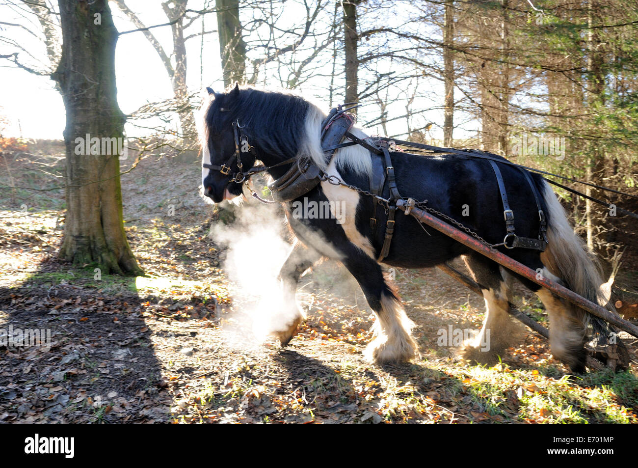 horse logging in winter showing steaming breath as he pull a load