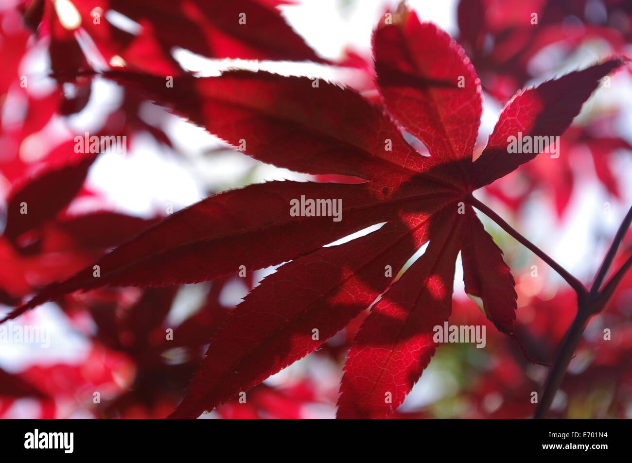 Red leaves Stock Photo