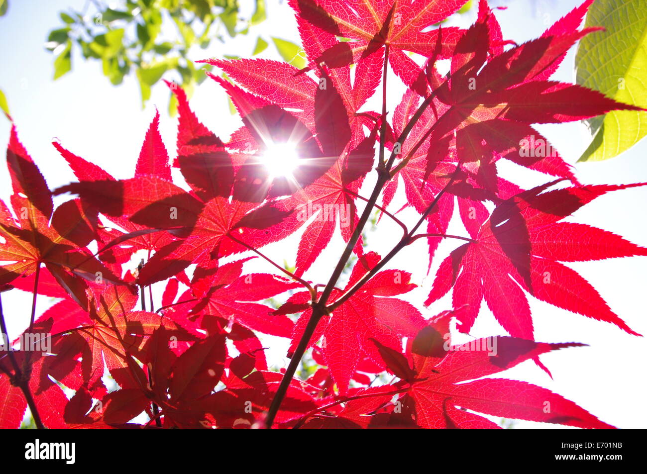 Sun pierces red leaves Stock Photo