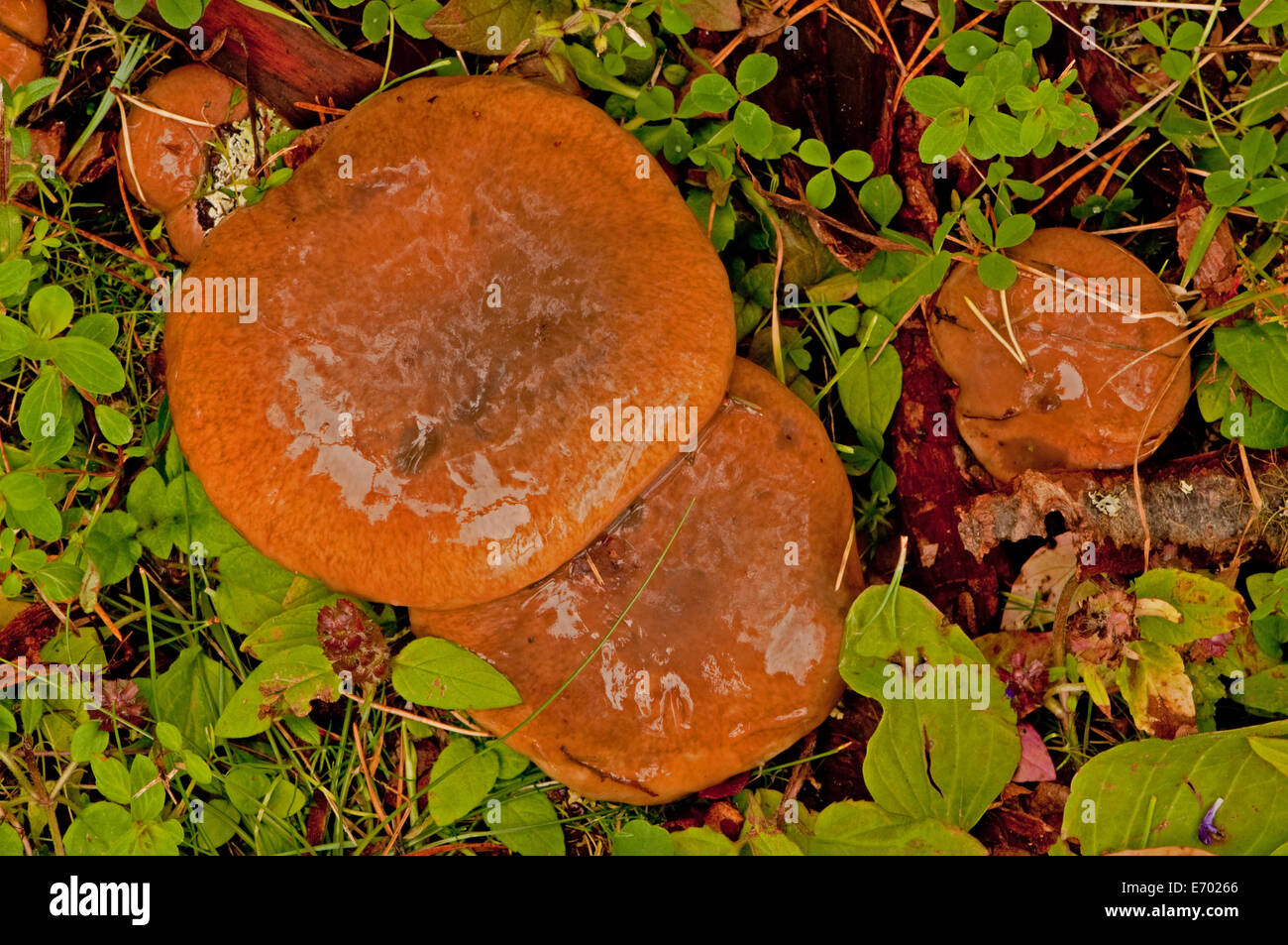 The Deceiver Fungus growing on forest floor Stock Photo