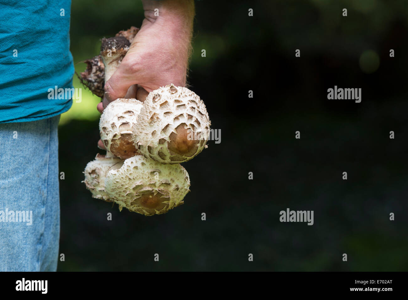 Macrolepiota procera. Man holding foraged Parasol mushroom in the english countryside Stock Photo