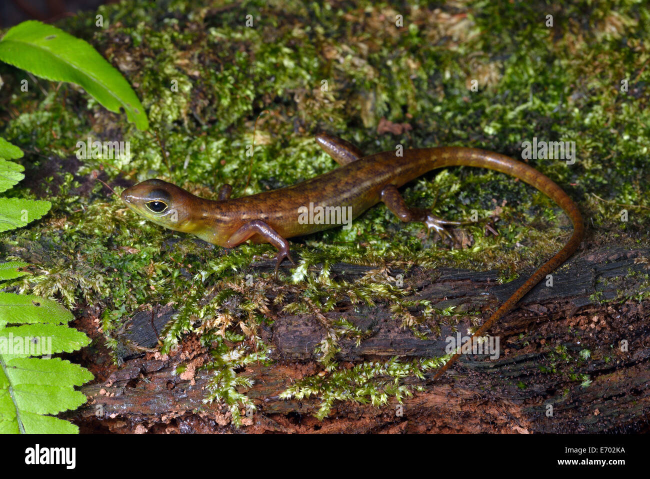 Undescribed lizard from Borneo Stock Photo