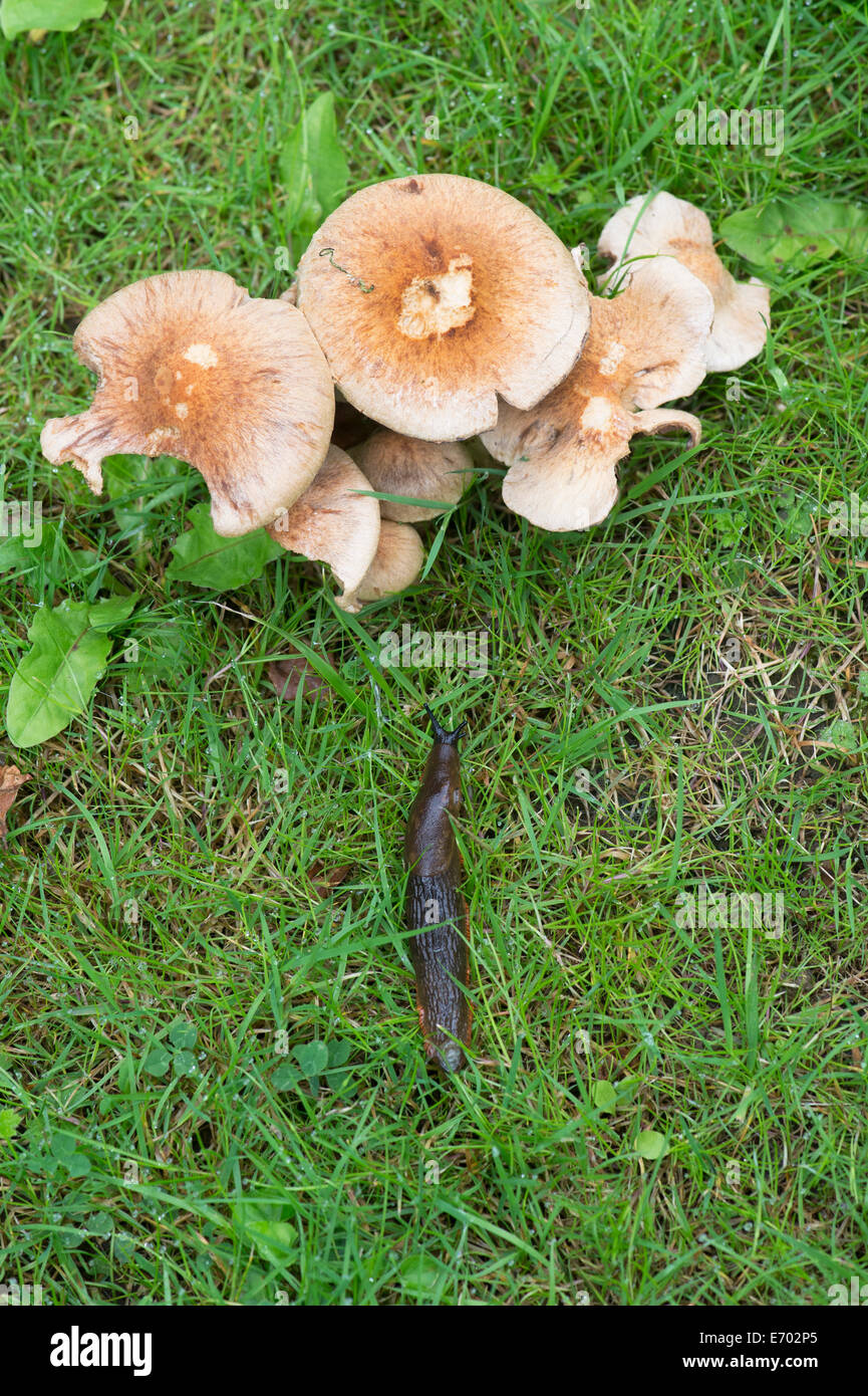 Slug crawling to wild mushrooms in the grass. UK Stock Photo