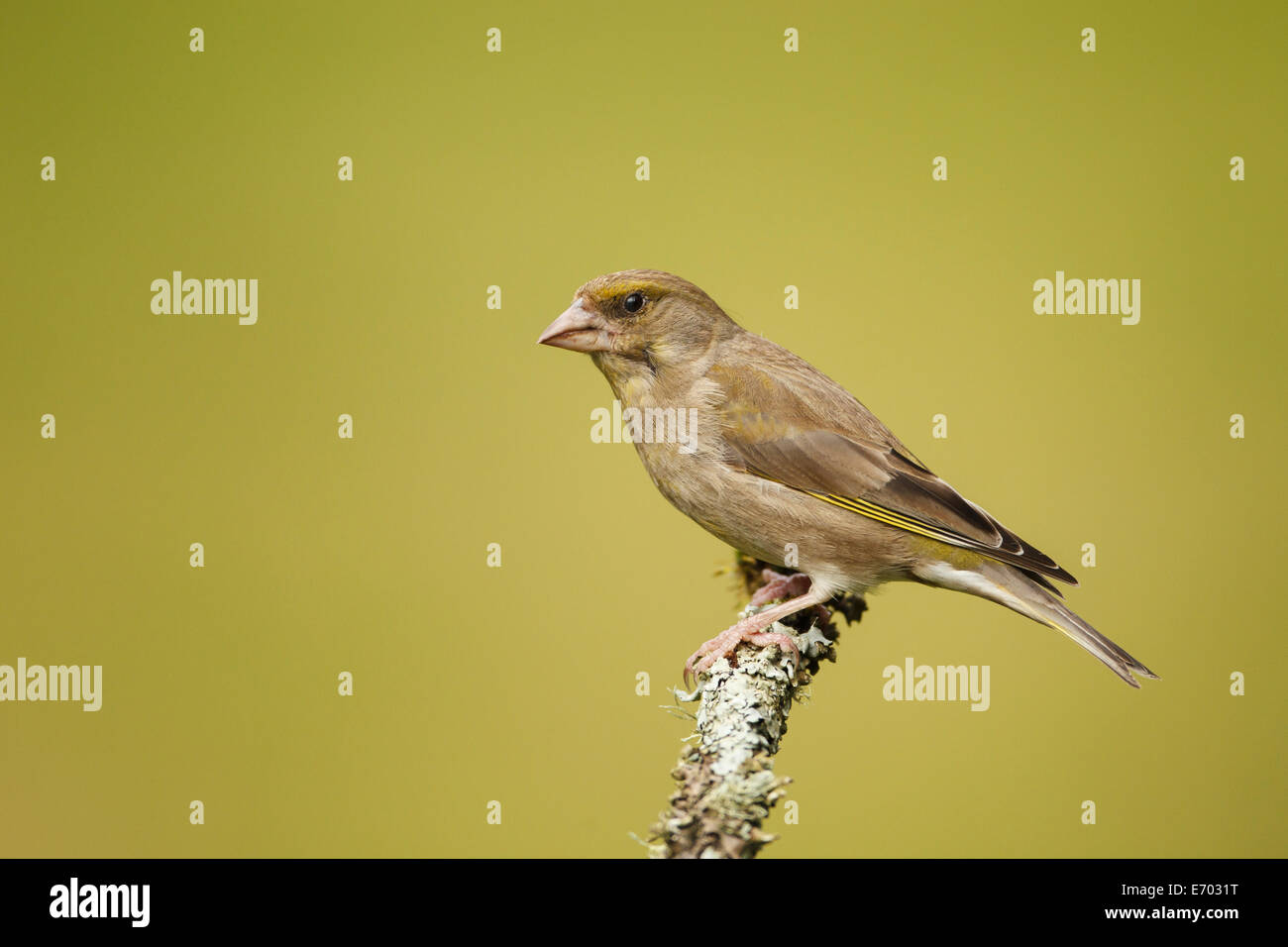 Female Greenfinch perched on a lichen cover branch - UK Stock Photo