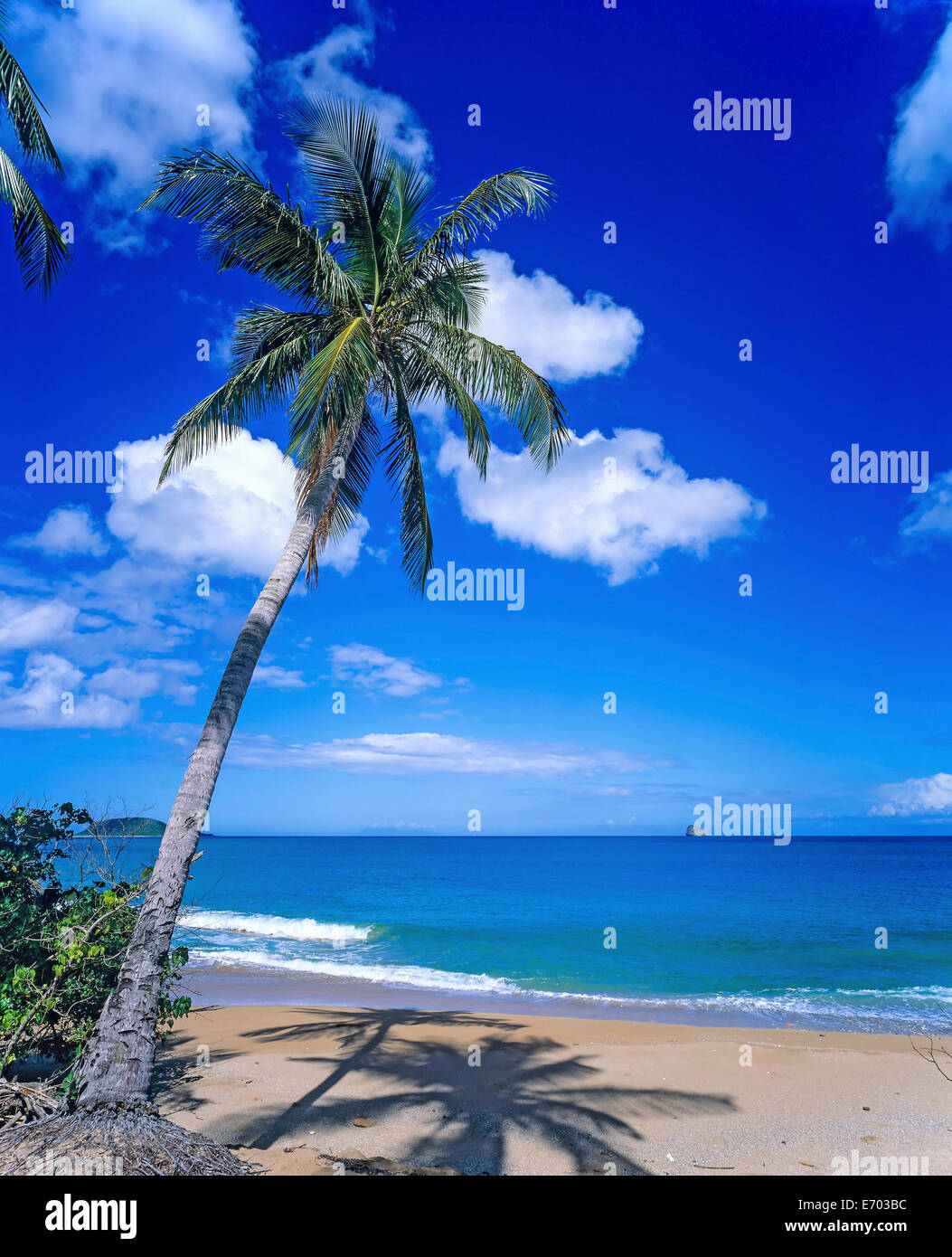 Cluny beach with palm trees, Sainte-Rose, Guadeloupe, French West Indies  Stock Photo - Alamy