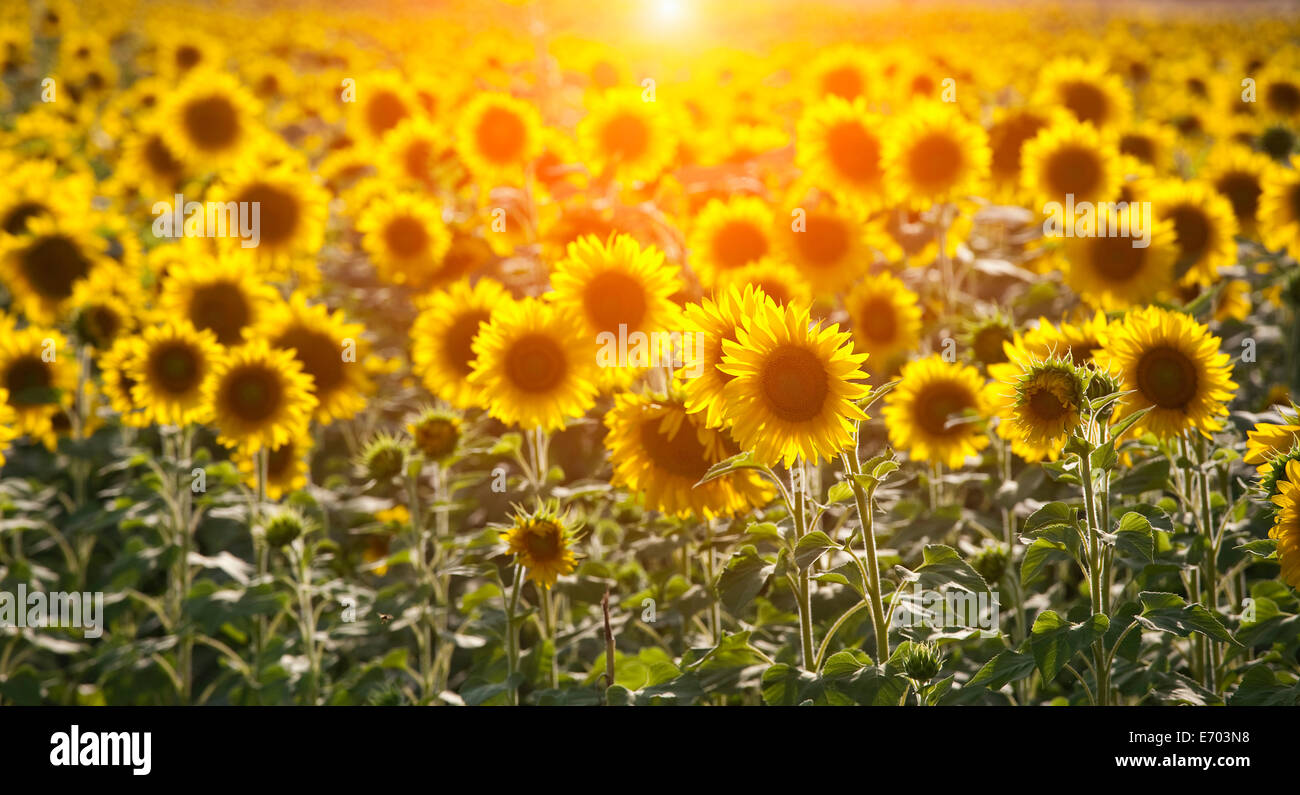 Field of sunflowers in sunlight, Volterra, Tuscany, Italy Stock Photo ...