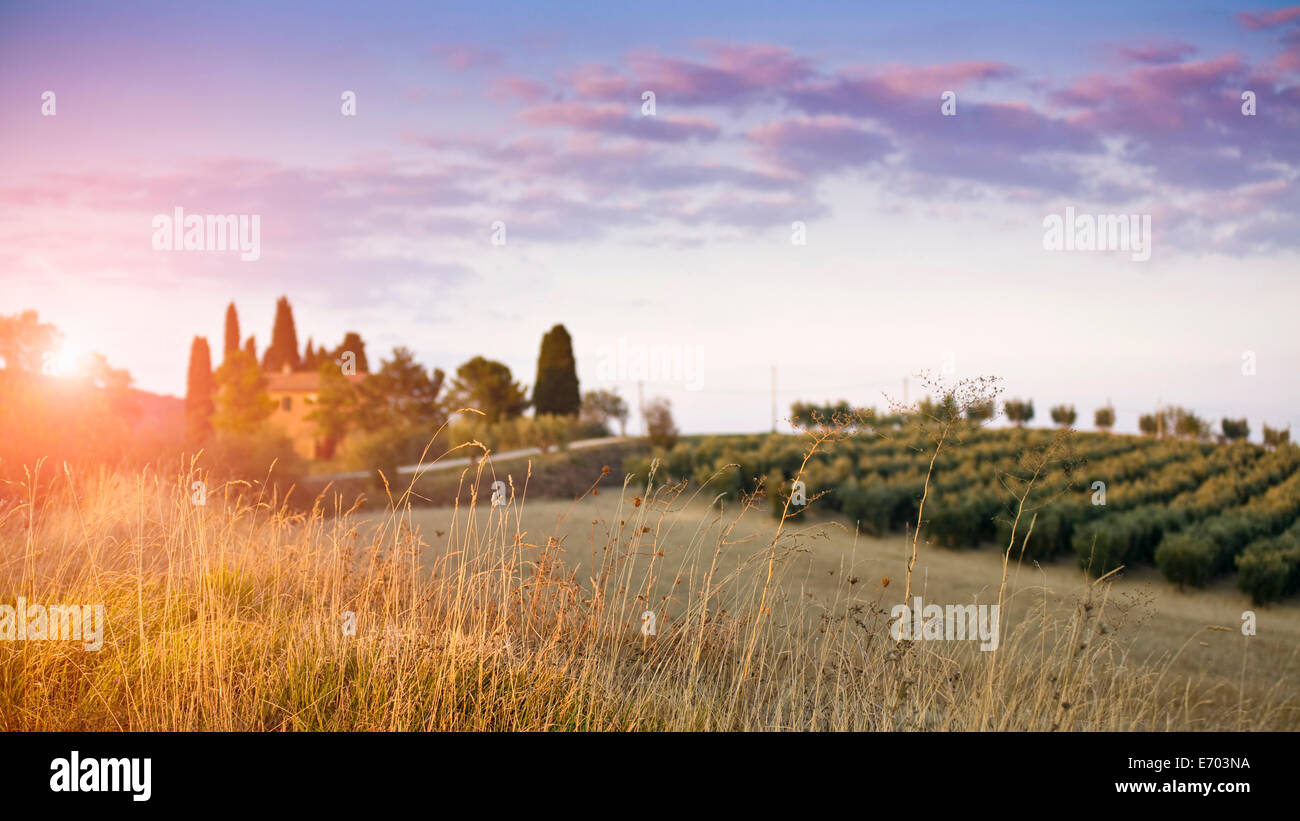 Distant view of vineyard, Volterra, Tuscany, Italy Stock Photo