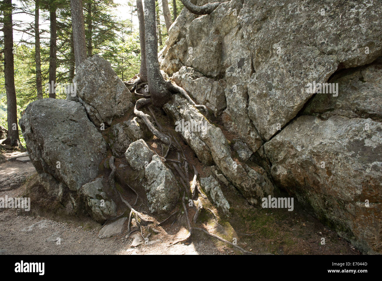 A tree's roots grasp a rock and wiggle downward to the ground seeking nutrients. Stock Photo