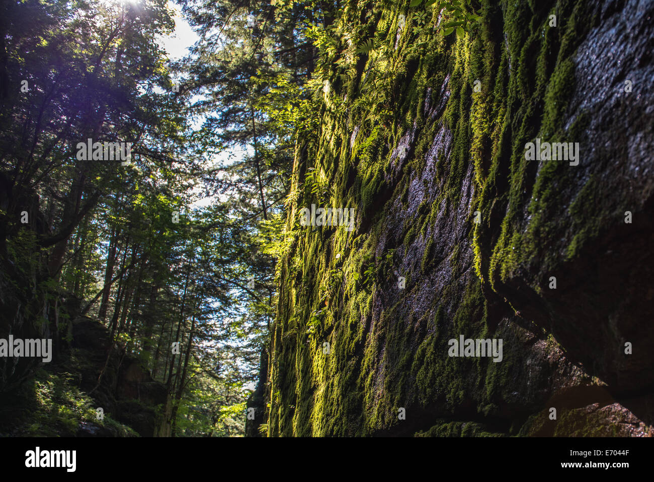 Light breaks through the forest canopy and warms the wet and moss covered rock wall Stock Photo