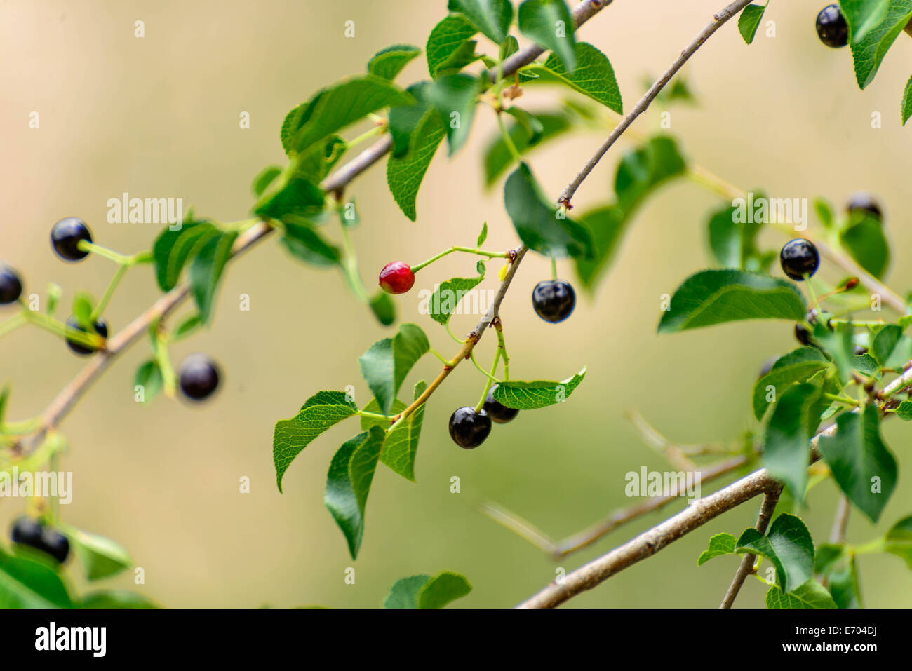 Wild blueberries ripening on the outdoor vine Stock Photo