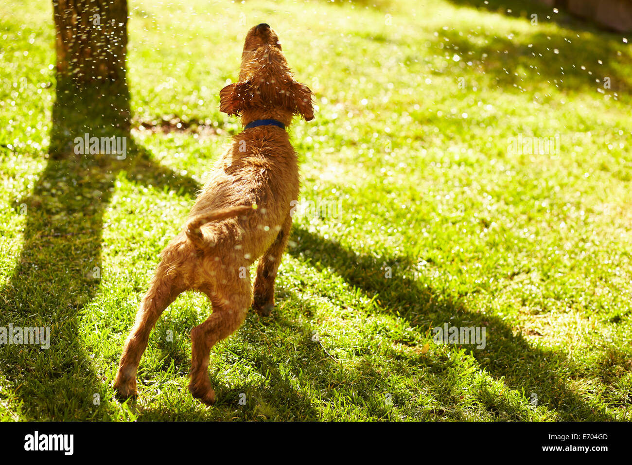 Labrador puppy shaking water off, rear view Stock Photo Alamy