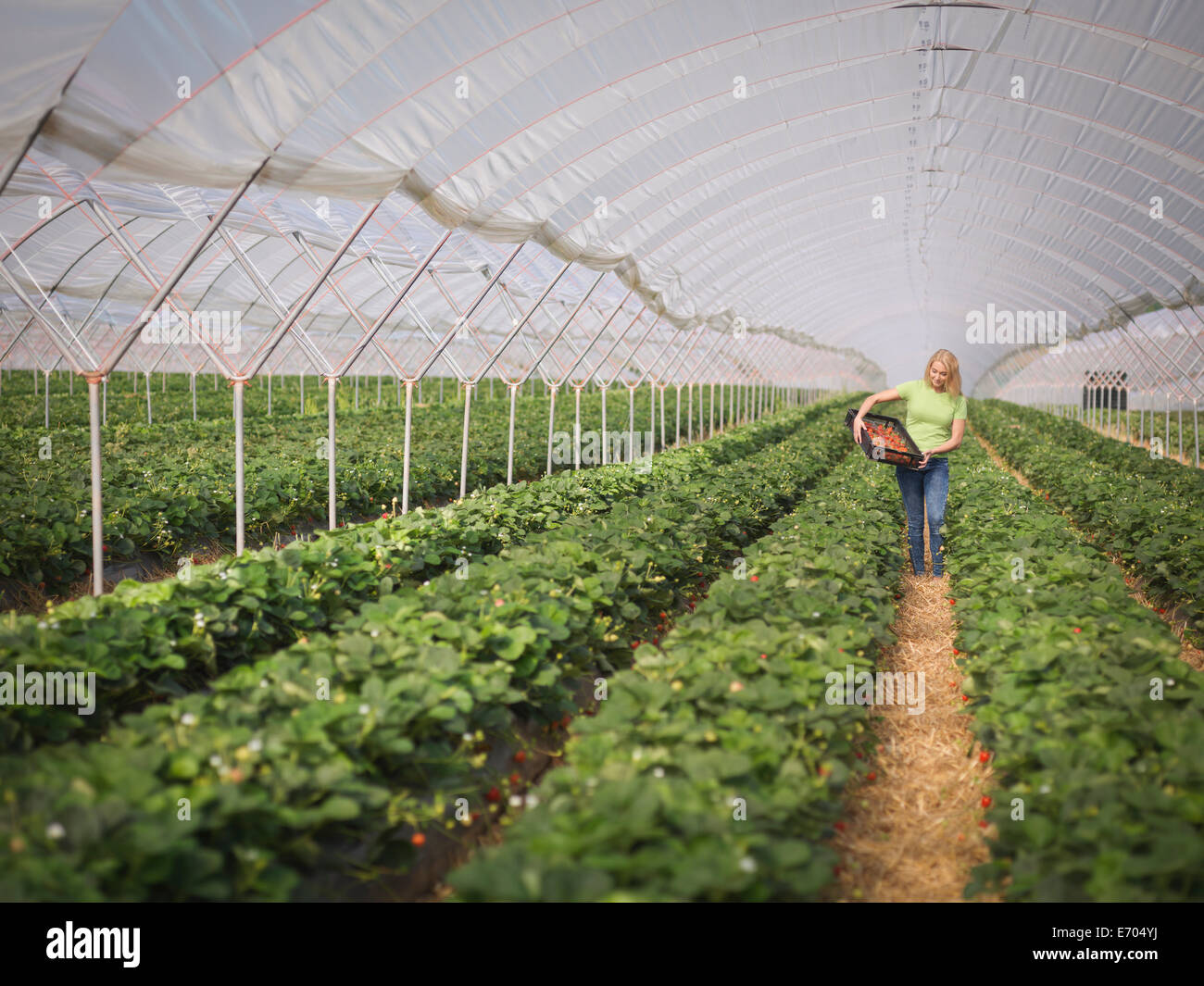 Fruit Farm High Resolution Stock Photography and Images Alamy