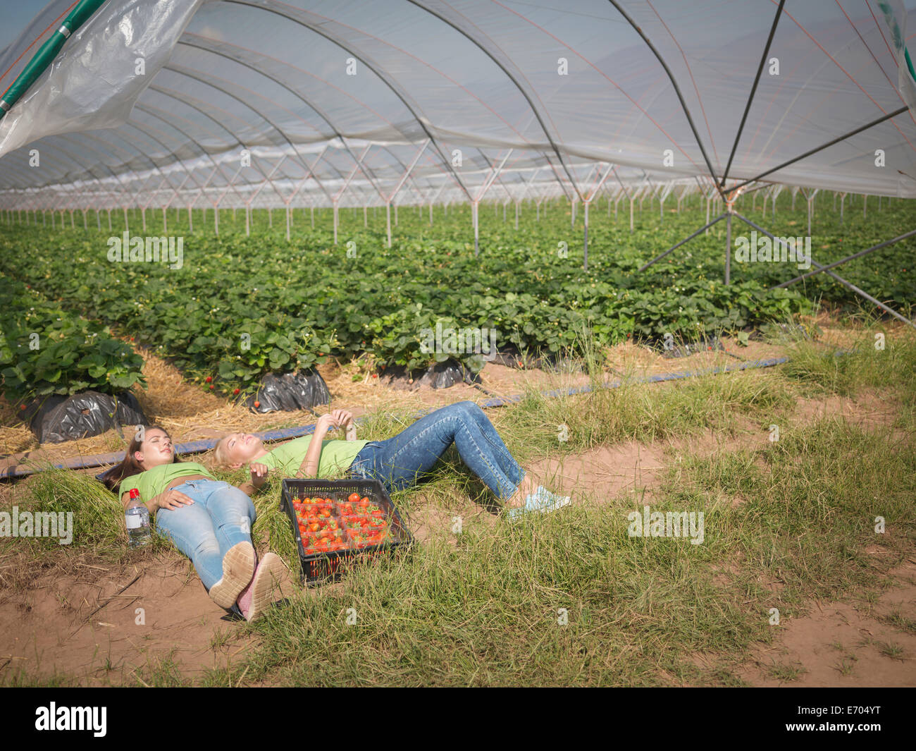 Strawberry pickers resting near polytunnel of fruit farm Stock Photo