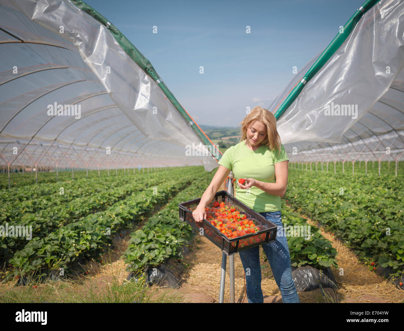 Worker checking strawberries on fruit farm Stock Photo