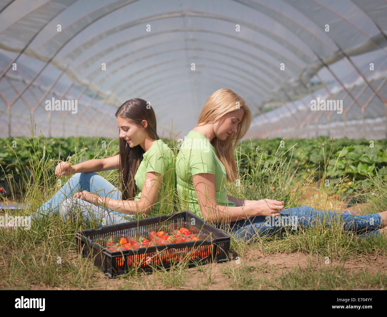 Strawberry pickers resting near polytunnel of fruit farm Stock Photo