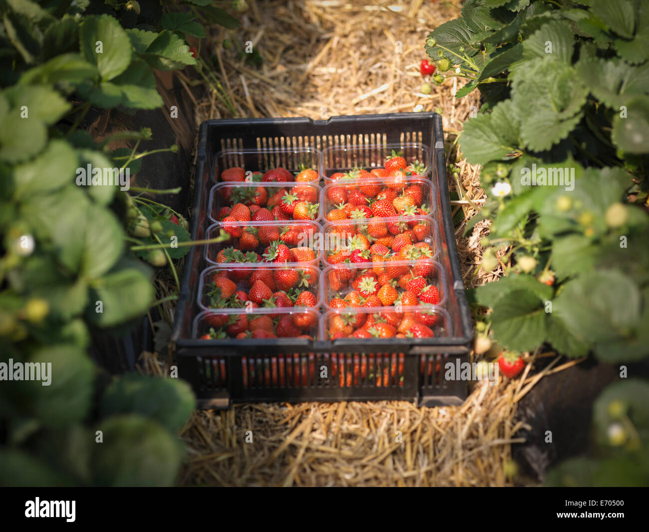 Tray of freshly picked strawberries in punnets on fruit farm Stock Photo