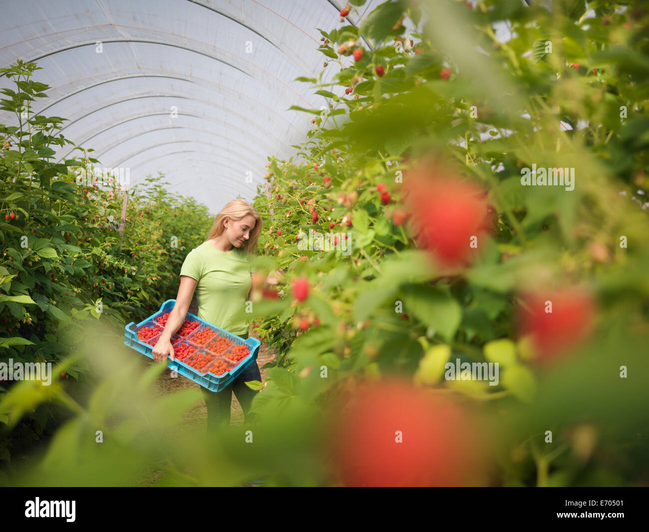 Worker picking raspberries in fruit farm Stock Photo