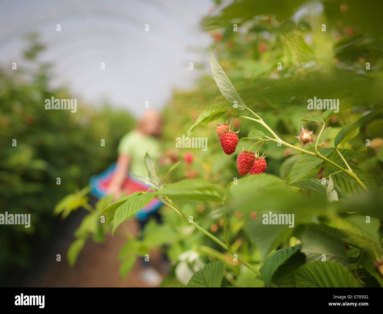 Worker picking raspberries in fruit farm, close up Stock Photo Alamy