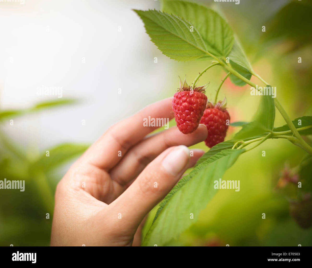 Hand picking raspberries in fruit farm, close up Stock Photo
