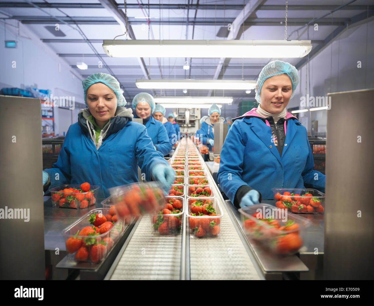 Female workers packing fresh strawberries into trays on fruit farm Stock Photo