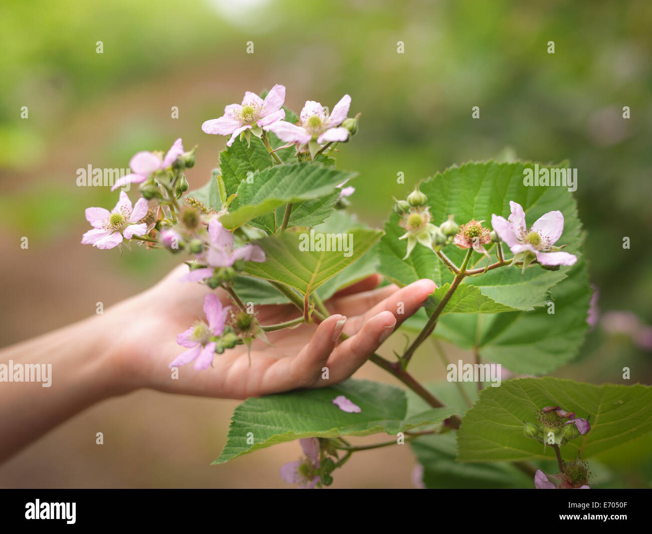 Hand holding blackberry flowers on fruit farm, close up Stock Photo