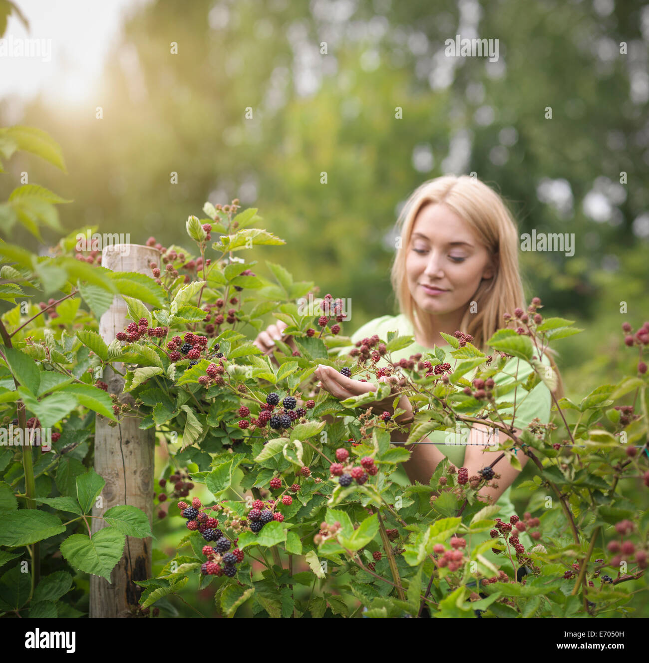 Working picking blackberries on fruit farm Stock Photo