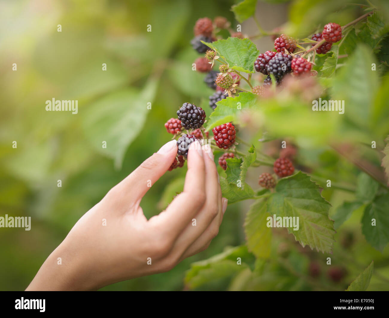 Working picking blackberries on fruit farm, close up Stock Photo