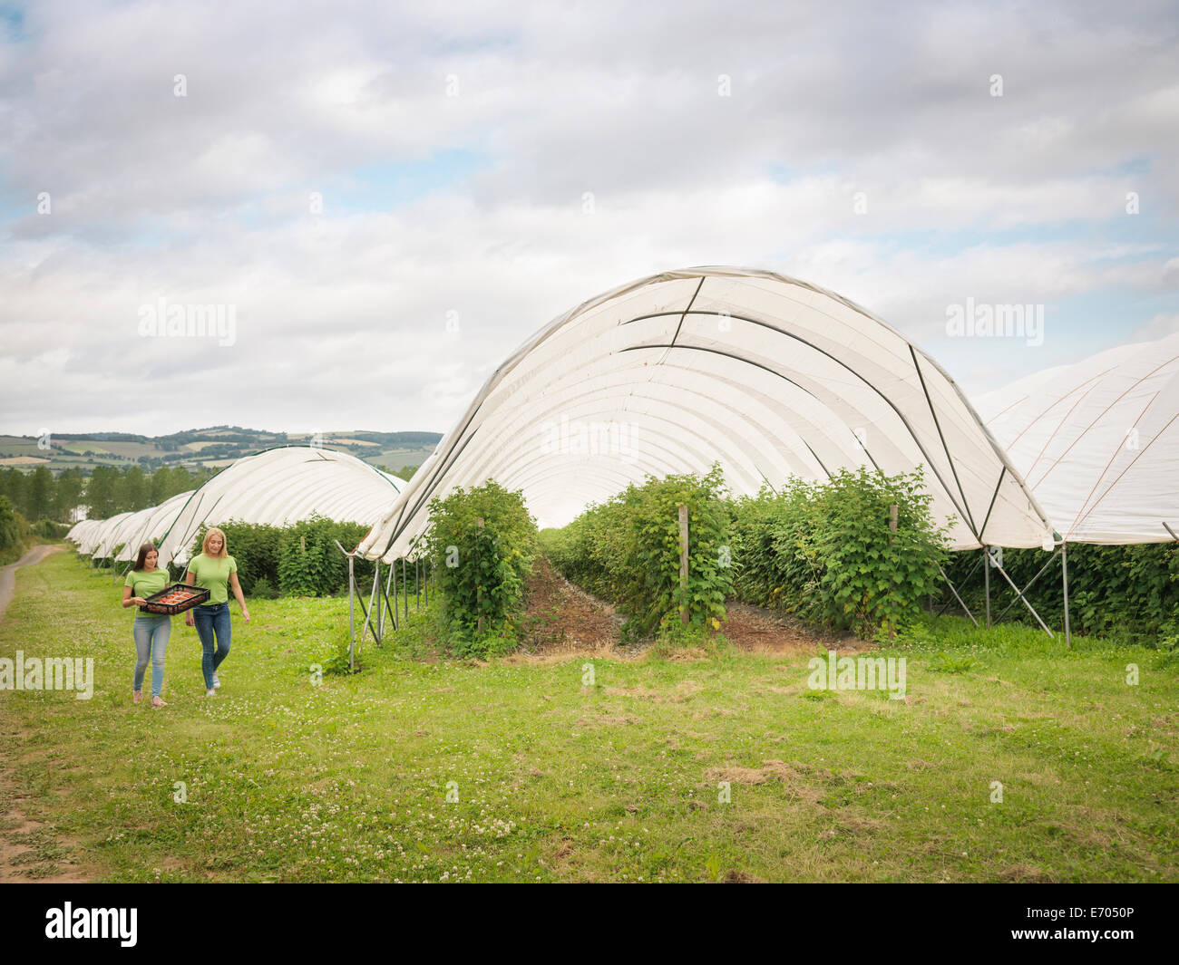 Fruit pickers hi-res stock photography and images - Alamy