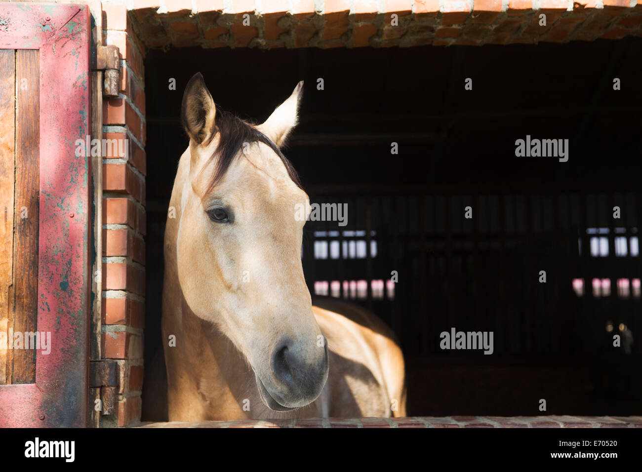 Horse in stable Stock Photo